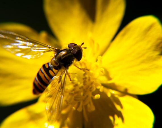 biodiversità