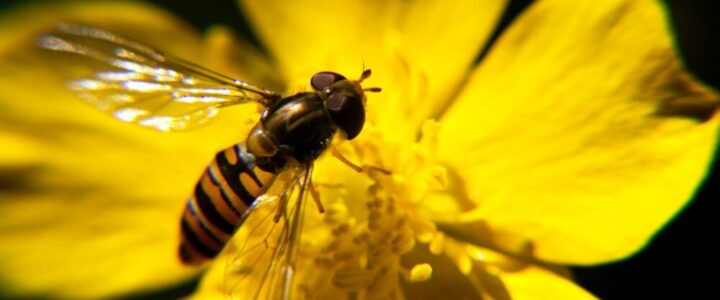 biodiversità