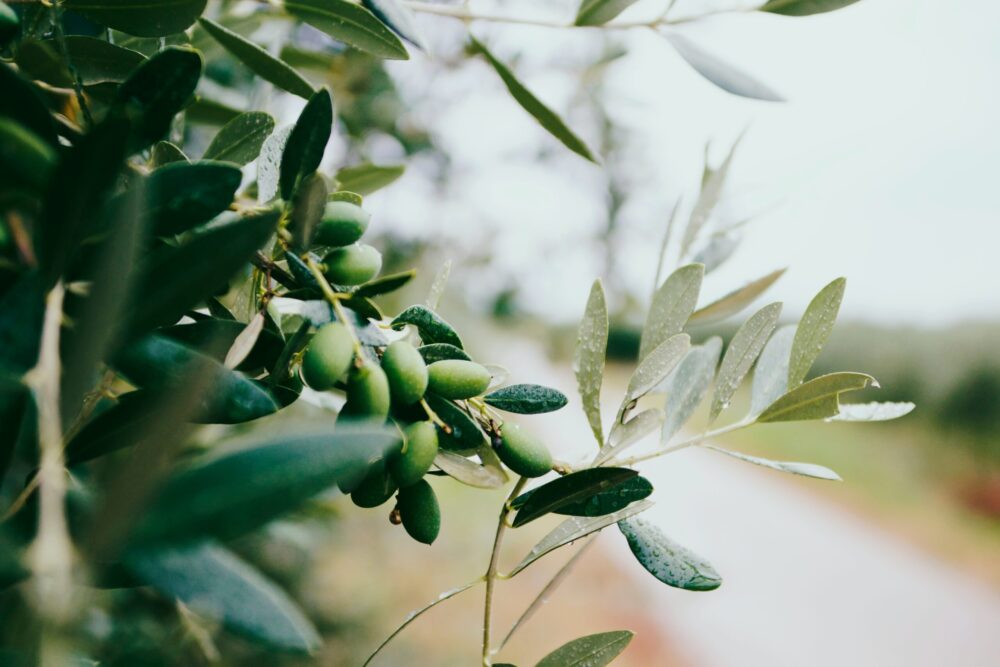 Xylella